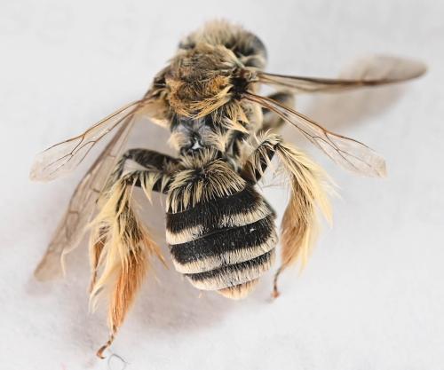 Réf. 347 891 : Dasypoda (hirtipes-morawitzi)